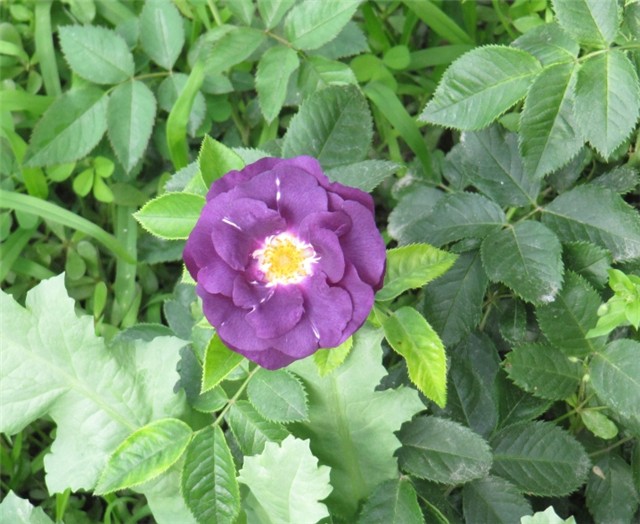 Rhapsody in blue